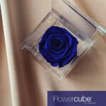Flowercube Rosa Preservada em Cubo de Acrílico Azul