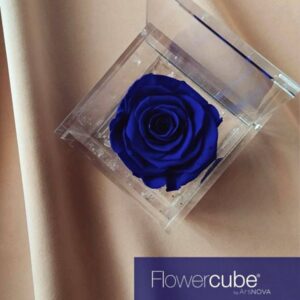 Flowercube Rosa Preservada em Cubo de Acrílico Azul