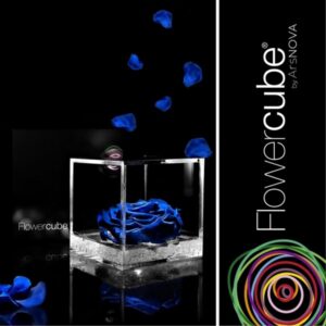 Flowercube Rosa Preservada em Cubo de Acrílico Azul