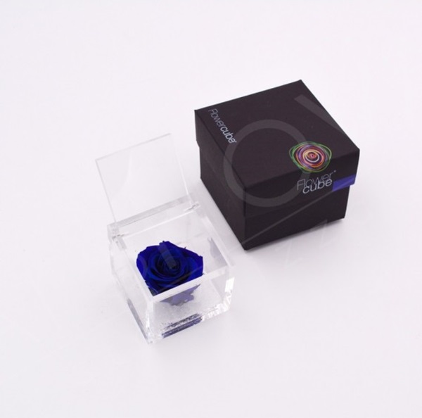 Flowercube Rosa Preservada em Cubo de Acrílico Azul