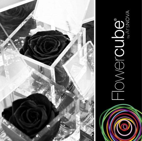 Flowercube Rosa Preservada em Cubo de Acrílico Negro