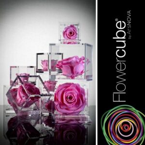 Flowercube Rosa Preservada em Cubo de Acrílico Rosa