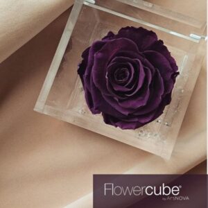 Flowercube Rosa Preservada em Cubo de Acrílico Violeta