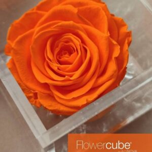 Flowercube Rosa Preservada em Cubo de Acrílico Laranja