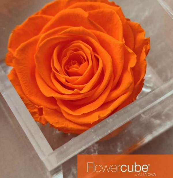 Flowercube Rosa Preservada em Cubo de Acrílico Laranja