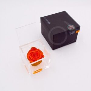 Flowercube Rosa Preservada em Cubo de Acrílico Laranja