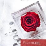 Flowercube Rosa Preservada em Cubo de Acrílico Vermelha