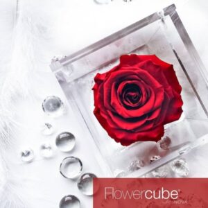 Flowercube Rosa Preservada em Cubo de Acrílico Vermelha