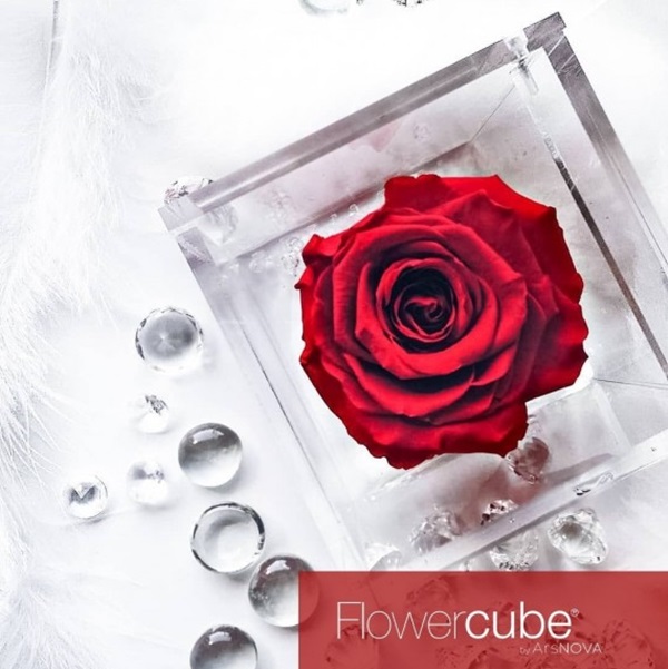 Flowercube Rosa Preservada em Cubo de Acrílico Vermelha