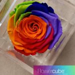 Flowercube Rosa Preservada em Cubo de Acrílico Arco-íris