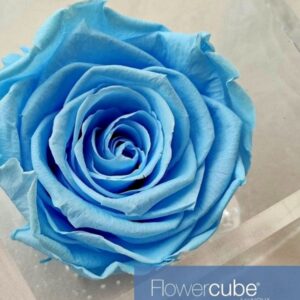 Flowercube Rosa Preservada em Cubo de Acrílico Azul Celeste