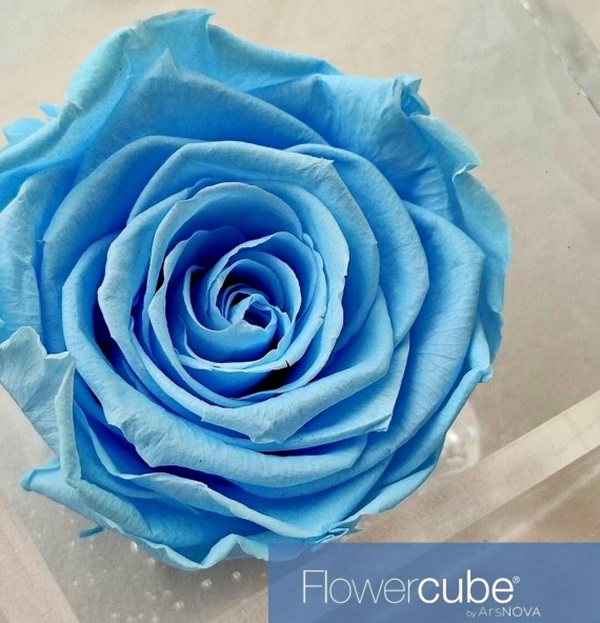 Flowercube Rosa Preservada em Cubo de Acrílico Azul Celeste