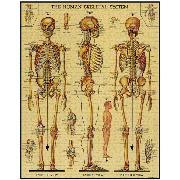 Puzzle Cavallini 1000 pçs 55X70cm Skeletal System