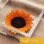 Flowercube Girassol Preservado em Cubo de Acrílico