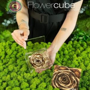 Flowercube Rosa Gold Preservada em Cubo de Acrílico
